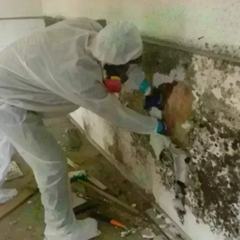 Mold Remediation and Removal in Keosauqua, IA